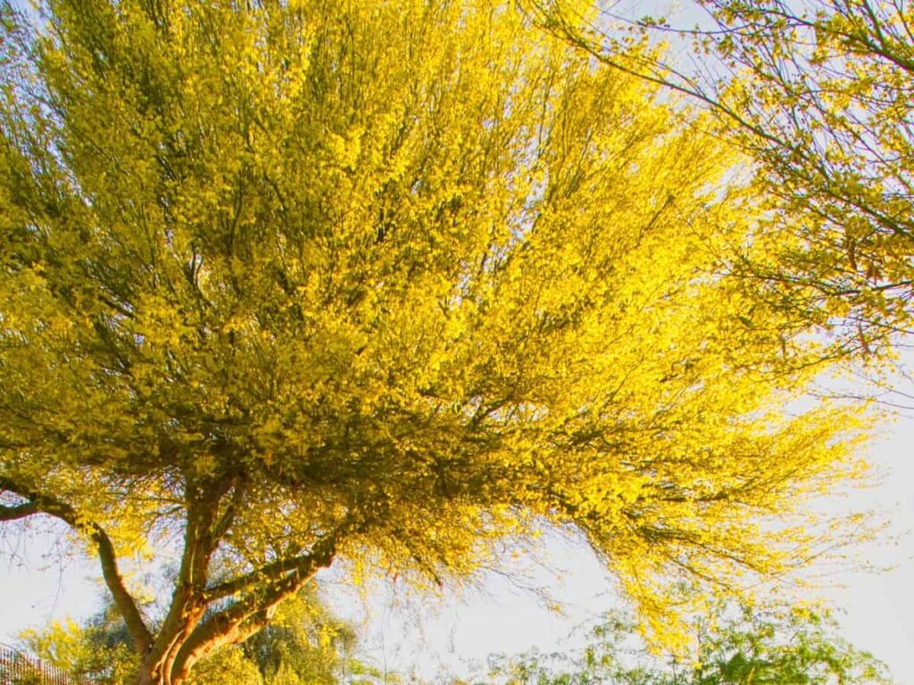 Palo Verde Tree in Desert